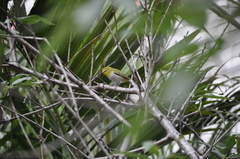 Zosterops simplex simplex