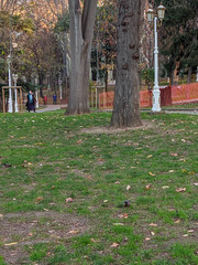 Acridotheres tristis