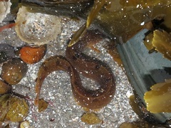 Pholis gunnellus