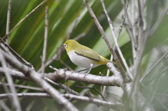 Zosterops simplex simplex