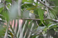 Zosterops simplex simplex