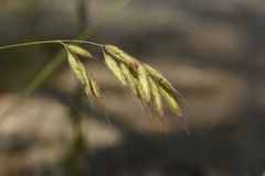 Bromus hordeaceus
