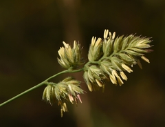 Dactylis glomerata hispanica