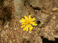 Hieracium venosum