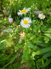 Erigeron philadelphicus