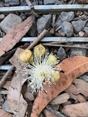 Eucalyptus botryoides