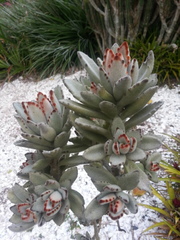 Kalanchoe tomentosa