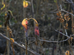Strobilanthes callosa