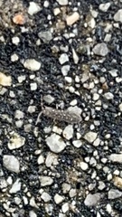 Entomobrya unostrigata