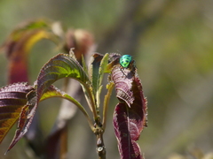 Strobilanthes callosa