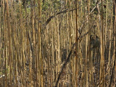 Strobilanthes callosa