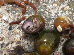 Pagurus bernhardus