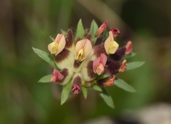 Anthyllis vulneraria rubriflora