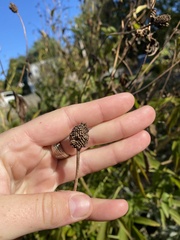 Rudbeckia laciniata