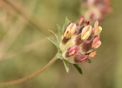 Anthyllis vulneraria rubriflora