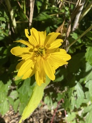 Rudbeckia laciniata