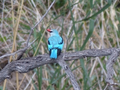 Halcyon senegalensis