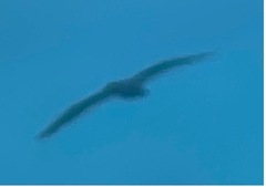 Sula leucogaster etesiaca