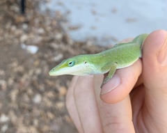 Anolis carolinensis