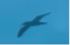 Sula leucogaster etesiaca