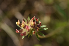 Anthyllis vulneraria rubriflora