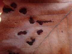 Acalitus ferrugineum