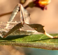 Leptoglossus brevirostris
