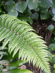 Polystichum wawranum