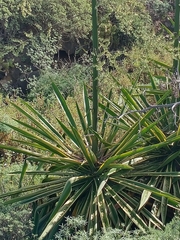 Agave sisalana