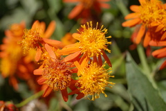 Pseudogynoxys chenopodioides