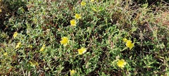 Crocanthemum