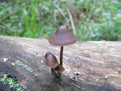 Mycena stipata