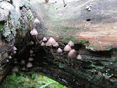 Mycena stipata