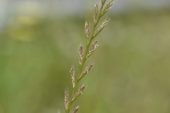 Lolium multiflorum