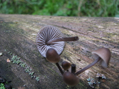 Mycena stipata