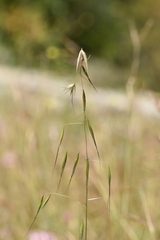 Avena barbata