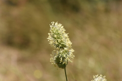 Dactylis glomerata hispanica
