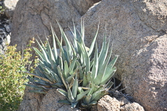 Agave cerulata