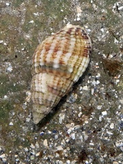 Tritia reticulata