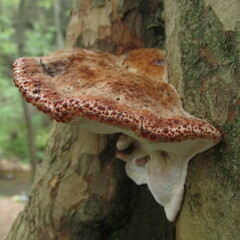 Inonotus munzii