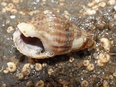 Tritia reticulata