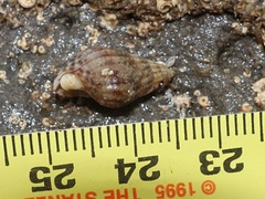 Tritia reticulata