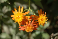 Pseudogynoxys chenopodioides