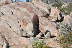 Ferocactus gracilis