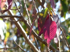 Strobilanthes callosa