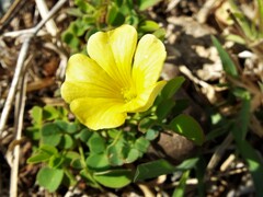 Oxalis frutescens
