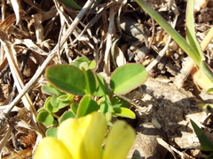 Oxalis frutescens