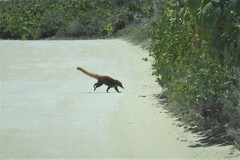 Nasua narica nelsoni