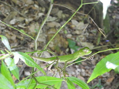 Enyalius iheringii