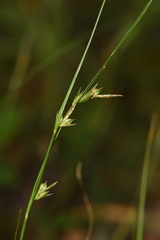 Carex distachya
